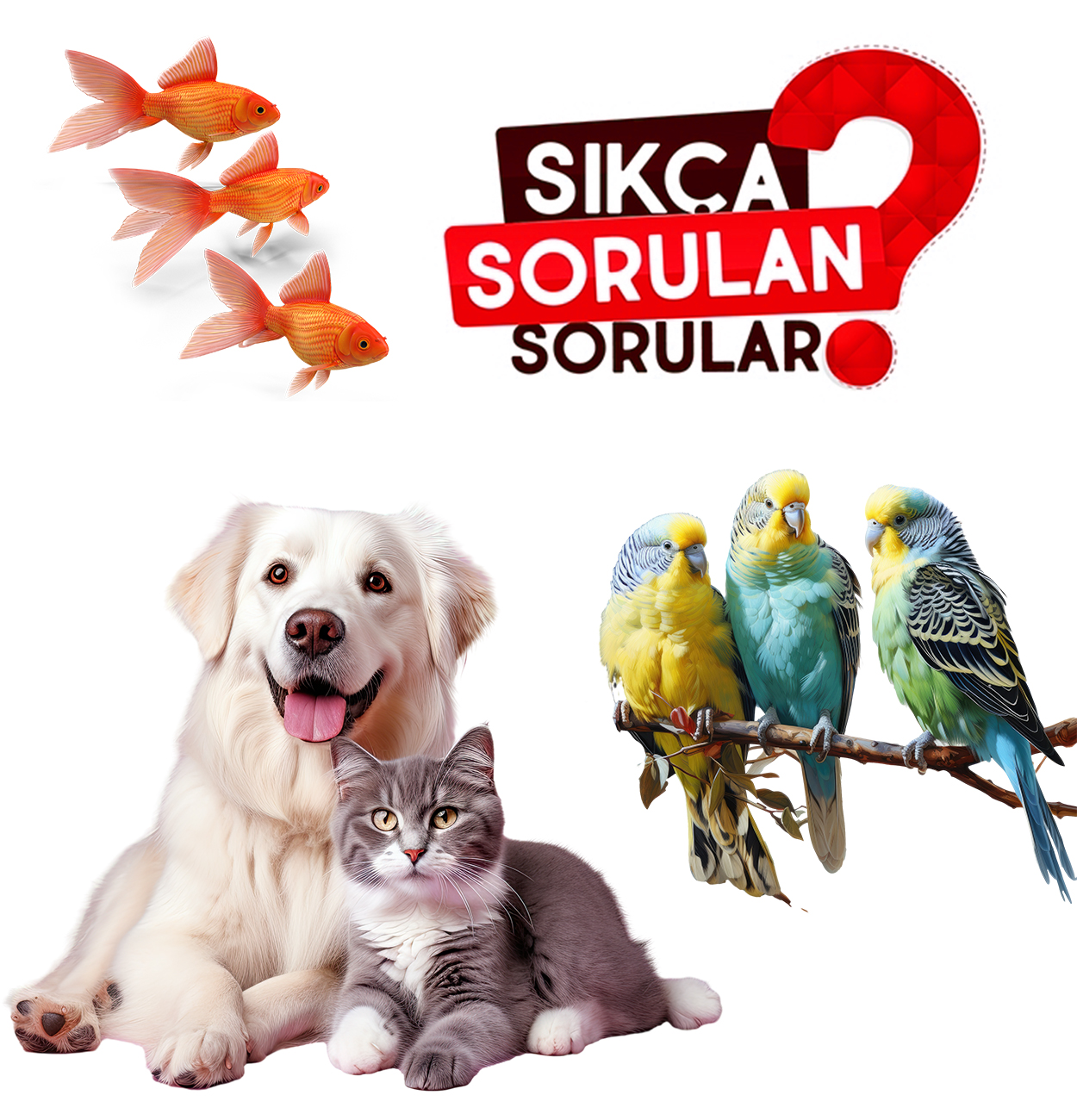 Merak Ettikleriniz